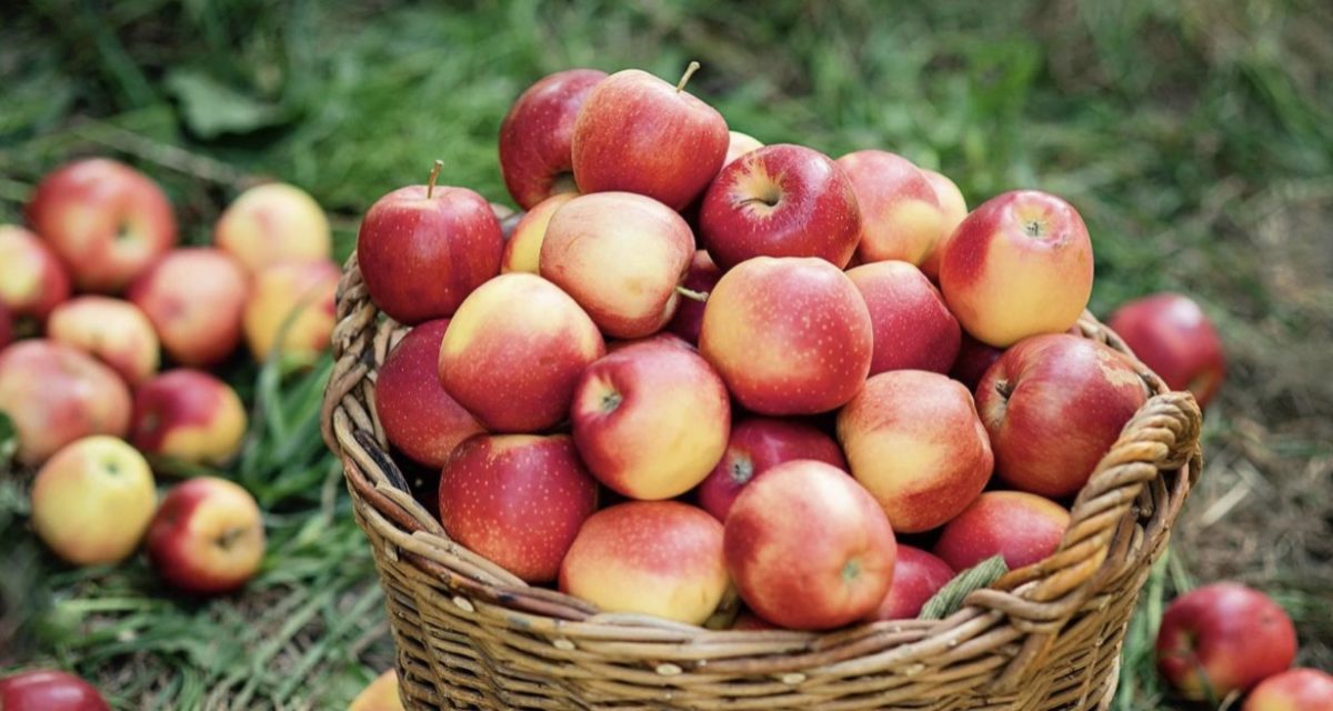 
Fresh-picked apples in a basket (Photo Cred: Shutterstock) 
